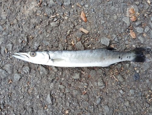 オニカマスの釣果