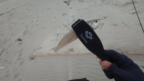 シロギスの釣果