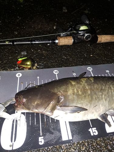 ナマズの釣果