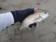 ニベの釣果