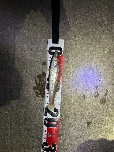 キスの釣果