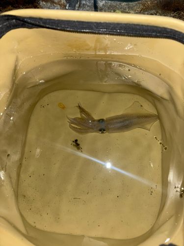 マメイカの釣果