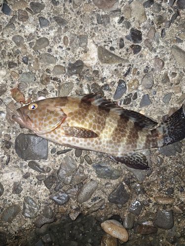 オオモンハタの釣果