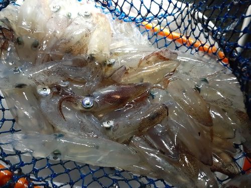 マメイカの釣果