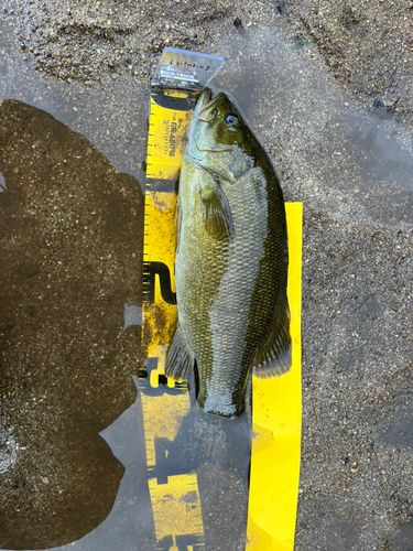 スモールマウスバスの釣果