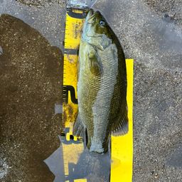 スモールマウスバス