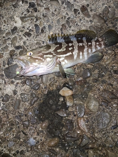 クエの釣果