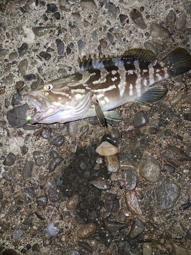 クエの釣果
