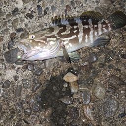 クエ