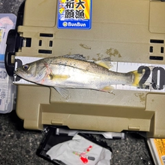 セイゴ（タイリクスズキ）の釣果