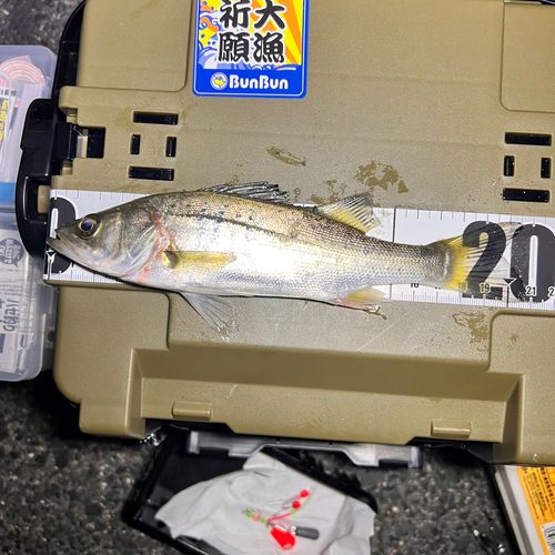 セイゴ（タイリクスズキ）の釣果