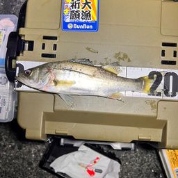 セイゴ（タイリクスズキ）