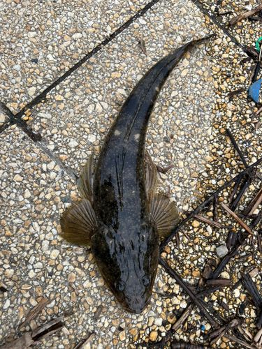 マゴチの釣果