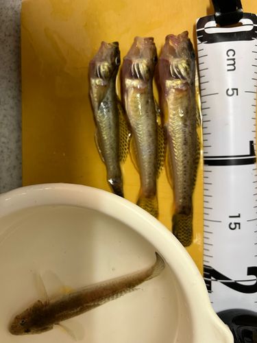 マハゼの釣果