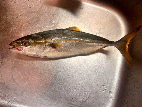 ワカシの釣果