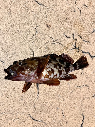 カサゴの釣果