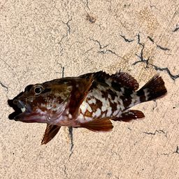 カサゴ