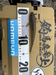 マハゼの釣果