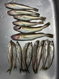 シシャモの釣果