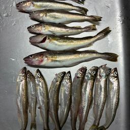 シシャモ