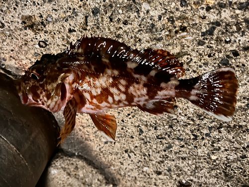 カサゴの釣果