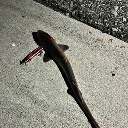 サメ