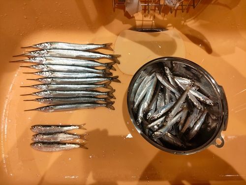 サヨリの釣果