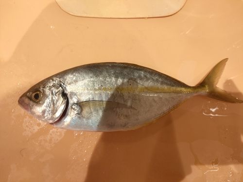 足保港