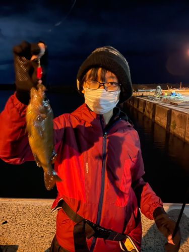 クロソイの釣果