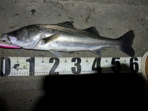 シーバスの釣果