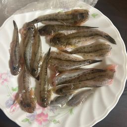ハゼ