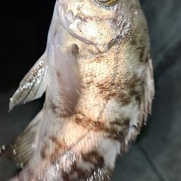 メバル