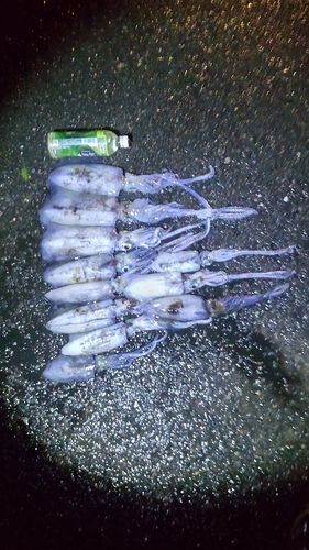 若狭湾