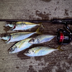 アジの釣果