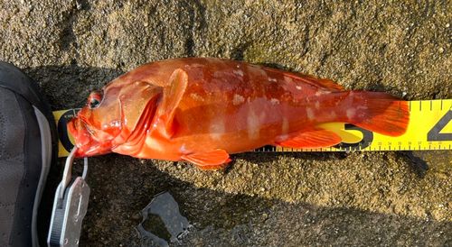 アオハタの釣果
