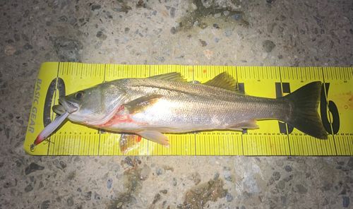 シーバスの釣果