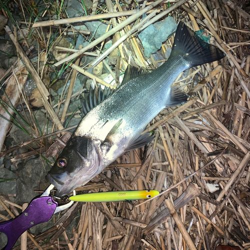 スズキの釣果