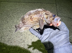 クロソイの釣果
