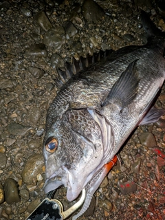 クロダイの釣果