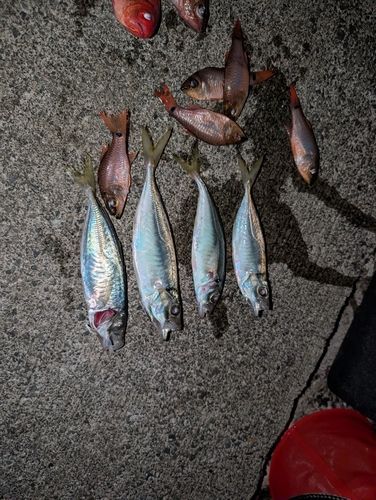 アジの釣果