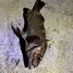 エゾメバル