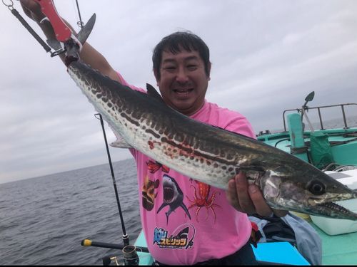 サワラの釣果