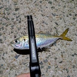 アジ