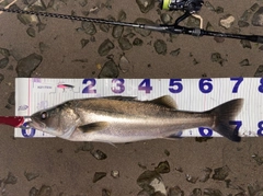 シーバスの釣果