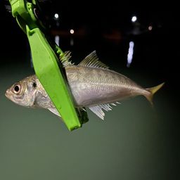 アジ