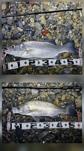 セイゴ（ヒラスズキ）の釣果