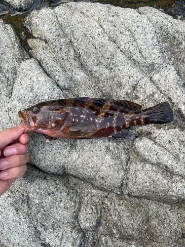 キジハタの釣果