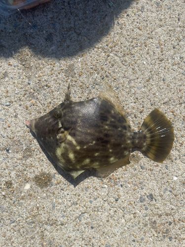 カワハギの釣果