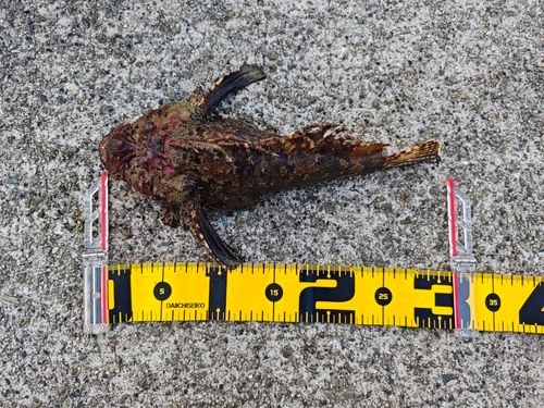 オニオコゼの釣果