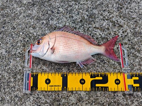 タイの釣果